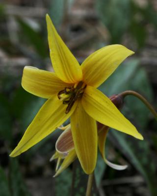 Erythronium americanum (Yellow Trout-lily), flower, throat
