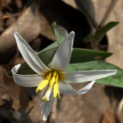 Erythronium albidum (White Trout-lily), flower, throat