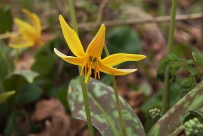 Erythronium americanum (Yellow Trout-lily), flower, side