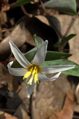 Erythronium albidum (White Trout-lily), flower, throat