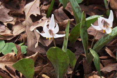 Erythronium albidum (White Trout-lily), flower, back