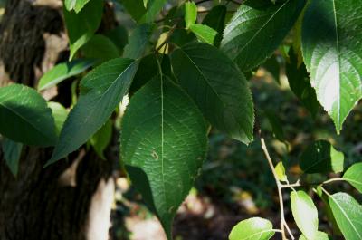 Eucommia ulmoides (Hardy Rubber-tree), leaf, upper surface