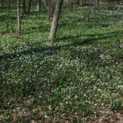 Erythronium albidum (White Trout-lily), habitat