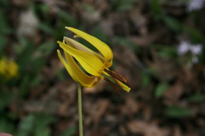 Erythronium americanum (Yellow Trout-lily), flower, side