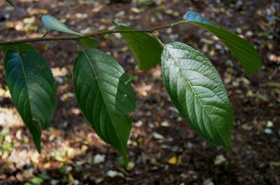 Eucommia ulmoides (Hardy Rubber-tree), leaf, summer