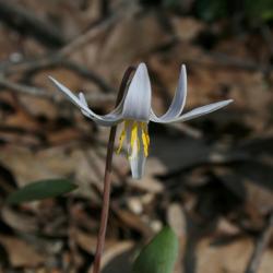 Erythronium albidum (White Trout-lily), flower, side