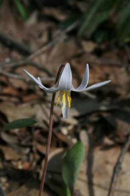 Erythronium albidum (White Trout-lily), flower, side