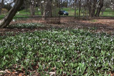 Erythronium albidum (White Trout-lily), habit, spring