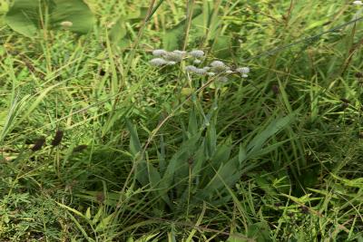 Eryngium yuccifolium (Rattlesnake Master), habit, summer