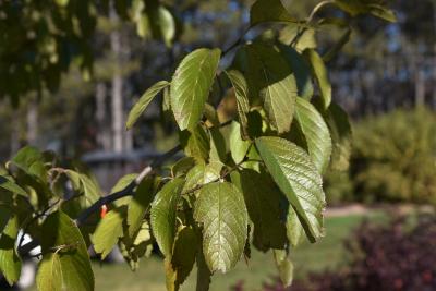 Eucommia ulmoides (Hardy Rubber-tree), leaf, fall