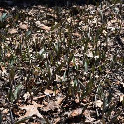 Erythronium albidum (White Trout-lily), habit, spring