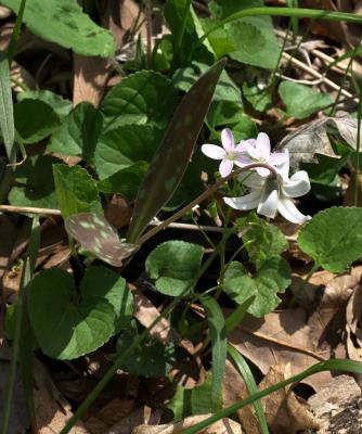 Erythronium albidum (White Trout-lily), flower, full