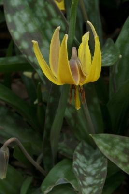 Erythronium americanum (Yellow Trout-lily), flower, full