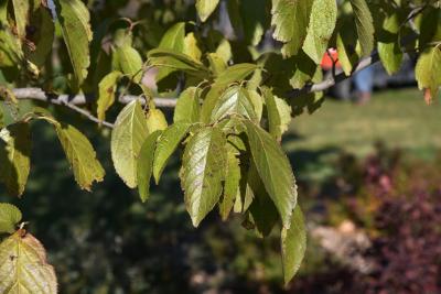 Eucommia ulmoides (Hardy Rubber-tree), leaf, fall