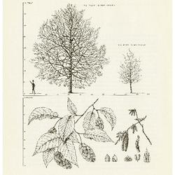 Ostrya virginiana (Mill.) K. Koch.  Ironwood, American Hornbeam: (Betulaceae) Birch Family