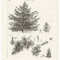 Pinus parviflora Siebold and Zuccarini, Japanese White Pine: (Pinaceae) Pine Family