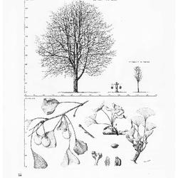 Maidenhair Tree, Ginkgo biloba: Ginkgo Family (Ginkgoaceae)