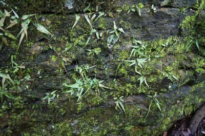 Asplenium rhizophyllum (Walking Fern), habitat