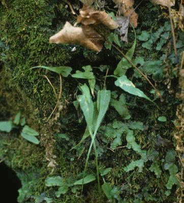 Asplenium rhizophyllum (Walking Fern), habit, fall