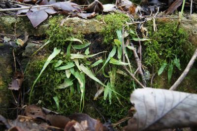 Asplenium rhizophyllum (Walking Fern), habit, spring