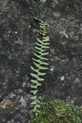 Asplenium platyneuron (Ebony Spleenwort), leaf, upper surface