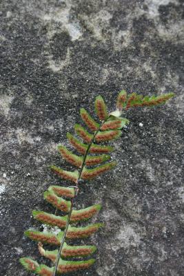 Asplenium platyneuron (Ebony Spleenwort), leaf, lower surface