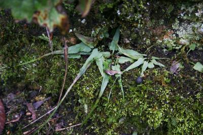 Asplenium rhizophyllum (Walking Fern), habit, spring