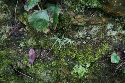 Asplenium rhizophyllum (Walking Fern), habitat