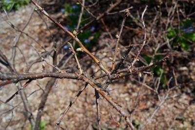 Ilex verticillata 'Winter Red' (Winter Red Common Winterberry), bark, twig