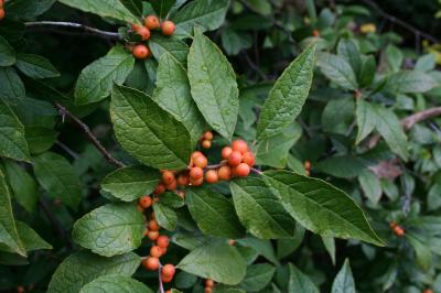 Ilex verticillata (Common Winterberry), leaf, fall, fruit, mature
