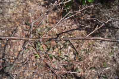 Ilex verticillata 'Winter Red' (Winter Red Common Winterberry), bark, twig