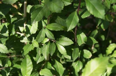 Ilex decidua (Possum-haw), leaf, fall
