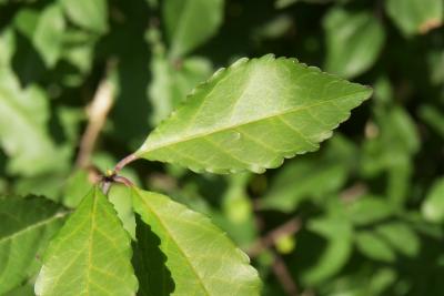 Ilex decidua (Possum-haw), leaves, upper surface