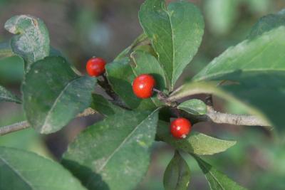 Ilex decidua (Possum-haw), fruit, mature