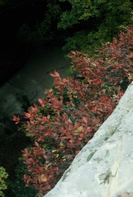 Gaylussacia baccata (Huckleberry), habit, fall