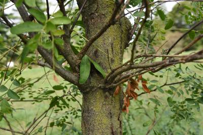 Gleditsia caspica (Caspian-locust), bark, mature