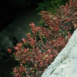 Gaylussacia baccata (Huckleberry), habit, fall