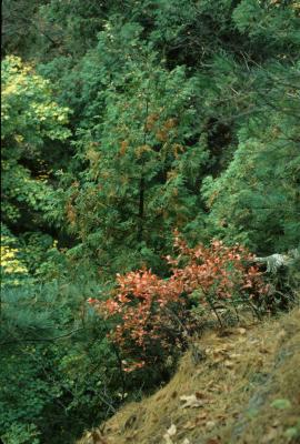 Gaylussacia baccata (Huckleberry), habitat