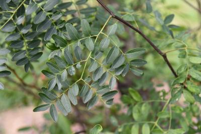 Gleditsia caspica (Caspian-locust), leaves, upper surface