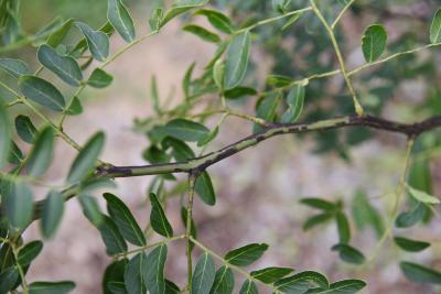 Gleditsia caspica (Caspian-locust), bark, twig
