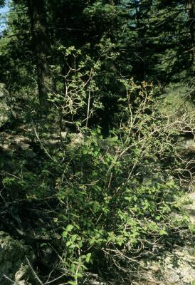 Jamesia americana (Cliff Bush), habit, summer