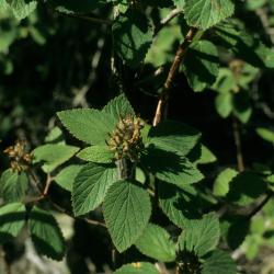 Jamesia americana (Cliff Bush), leaf, summer