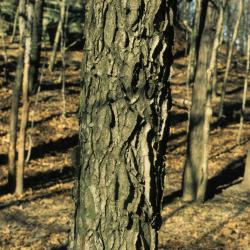 Gymnocladus dioicus (Kentucky Coffeetree), bark, mature