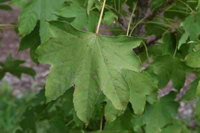 Kalopanax septemlobus (Castor-aralia), leaves, upper surface