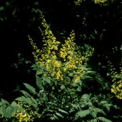 Koelreuteria paniculata (Golden Rain Tree), inflorescence