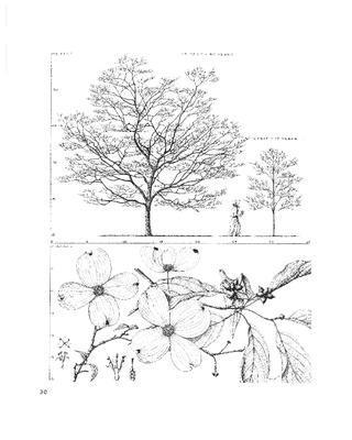 Flowering Dogwood, Cornus florida: Dogwood Family (Cornaceae)