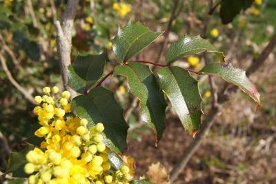 Berberis aquifolium (Oregon Grape-holly), leaf, spring
