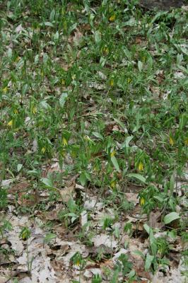 Uvularia grandiflora (Bellwort), habit, spring