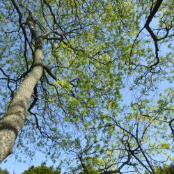 Acer (platanoides x truncatum) (Norway-Shantung Hybrid Maple), habit, spring