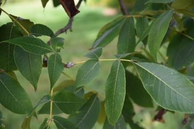 Carya (Hickory), leaf, fall